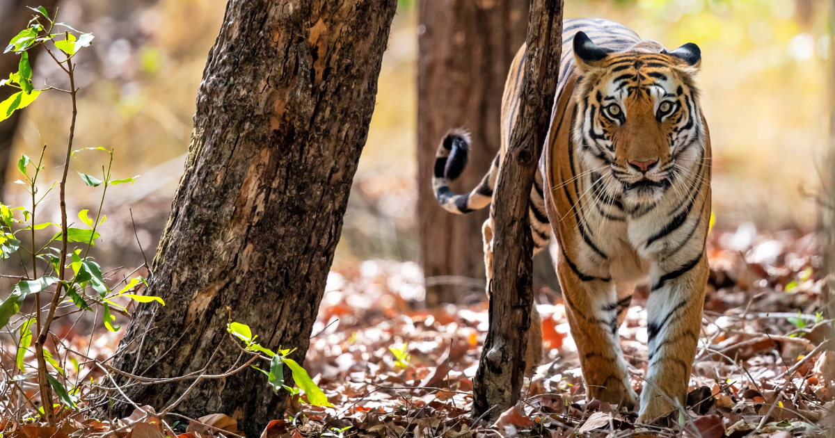 tigers of central india