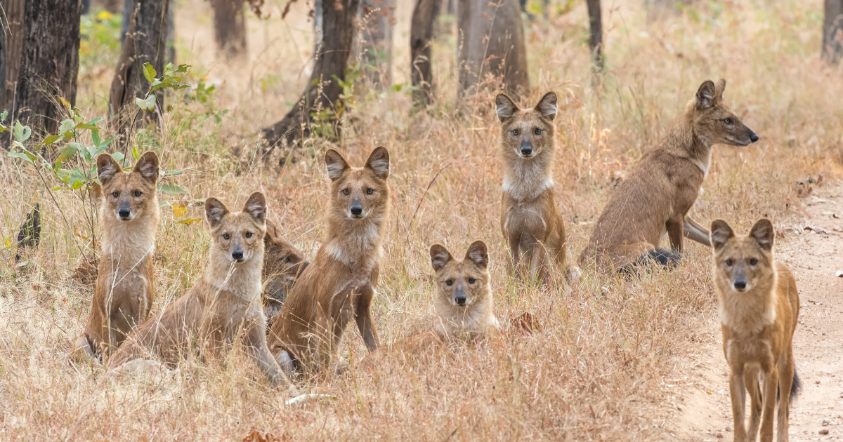 dhole of pench national park- Central India