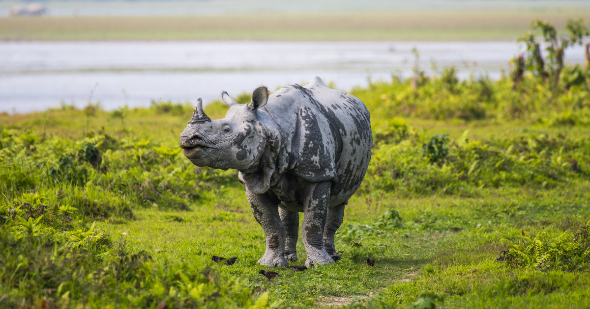 Wildlife (Rhino) of Kolkata and North East India
